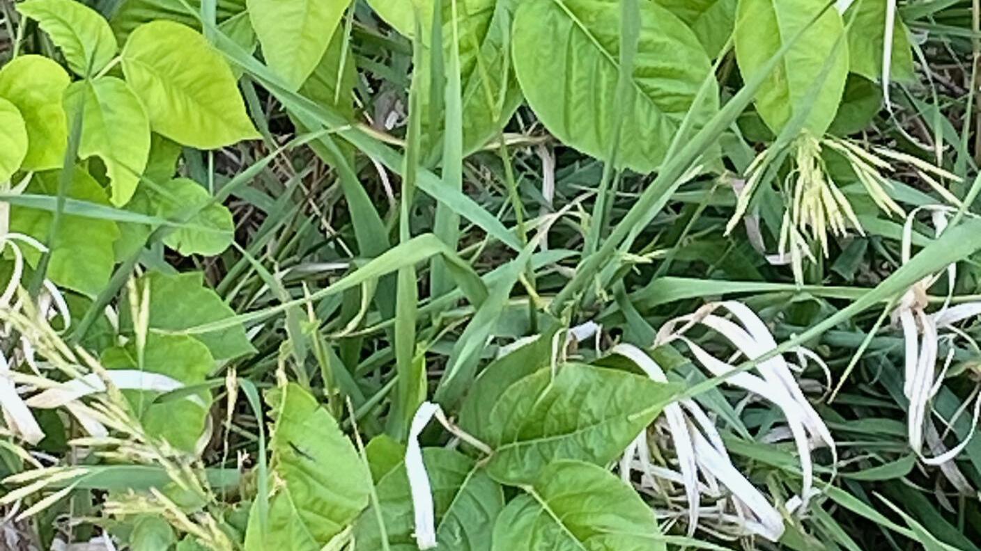 Sarah Browning: 'Leaves of three" mean poison ivy